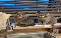 British Shorthair cats for sale: GCCF registered Champion bloodline BSH kittens - Image 10