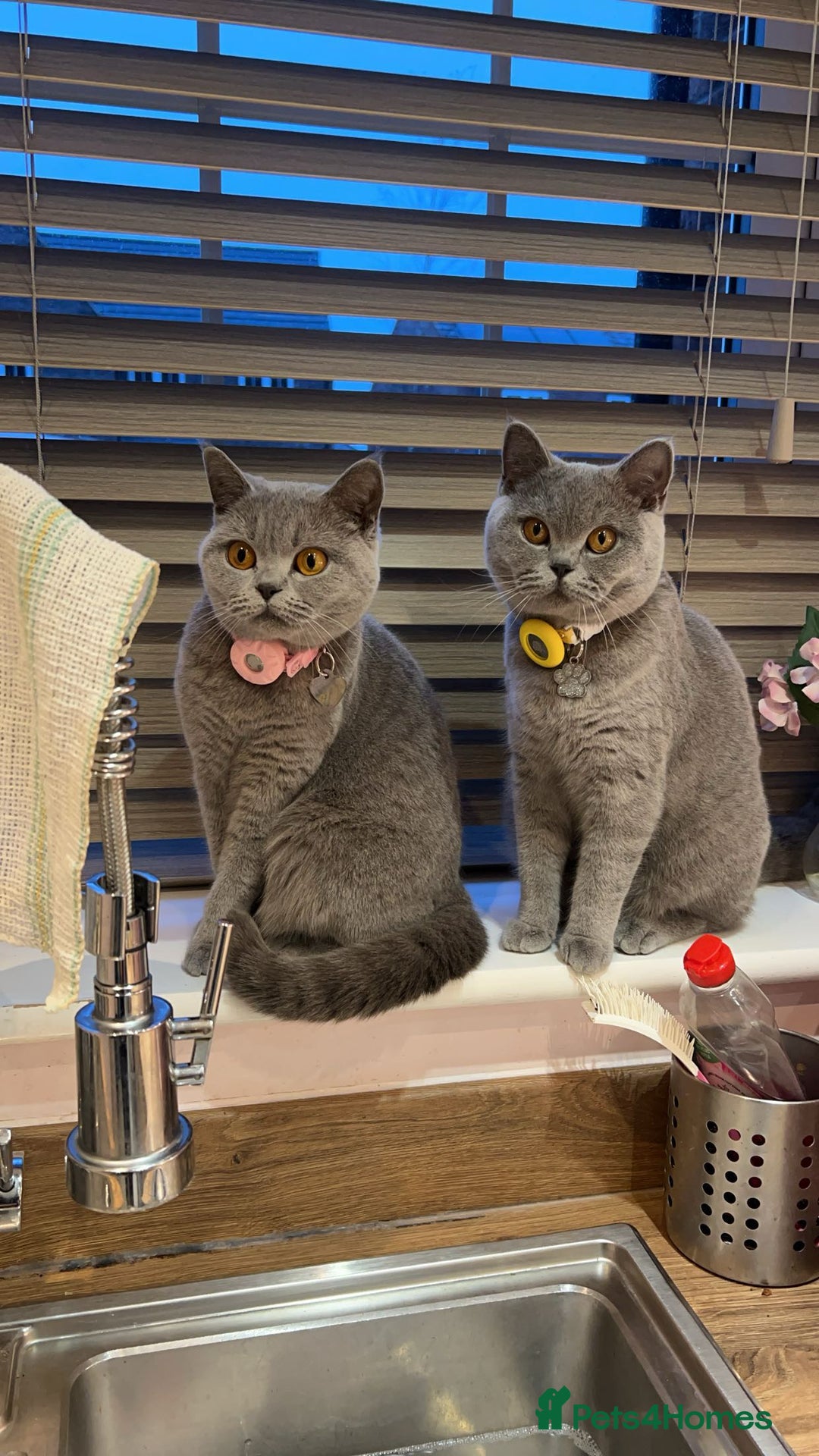 British Shorthair cats for sale: GCCF registered Champion bloodline BSH kittens - Image 10