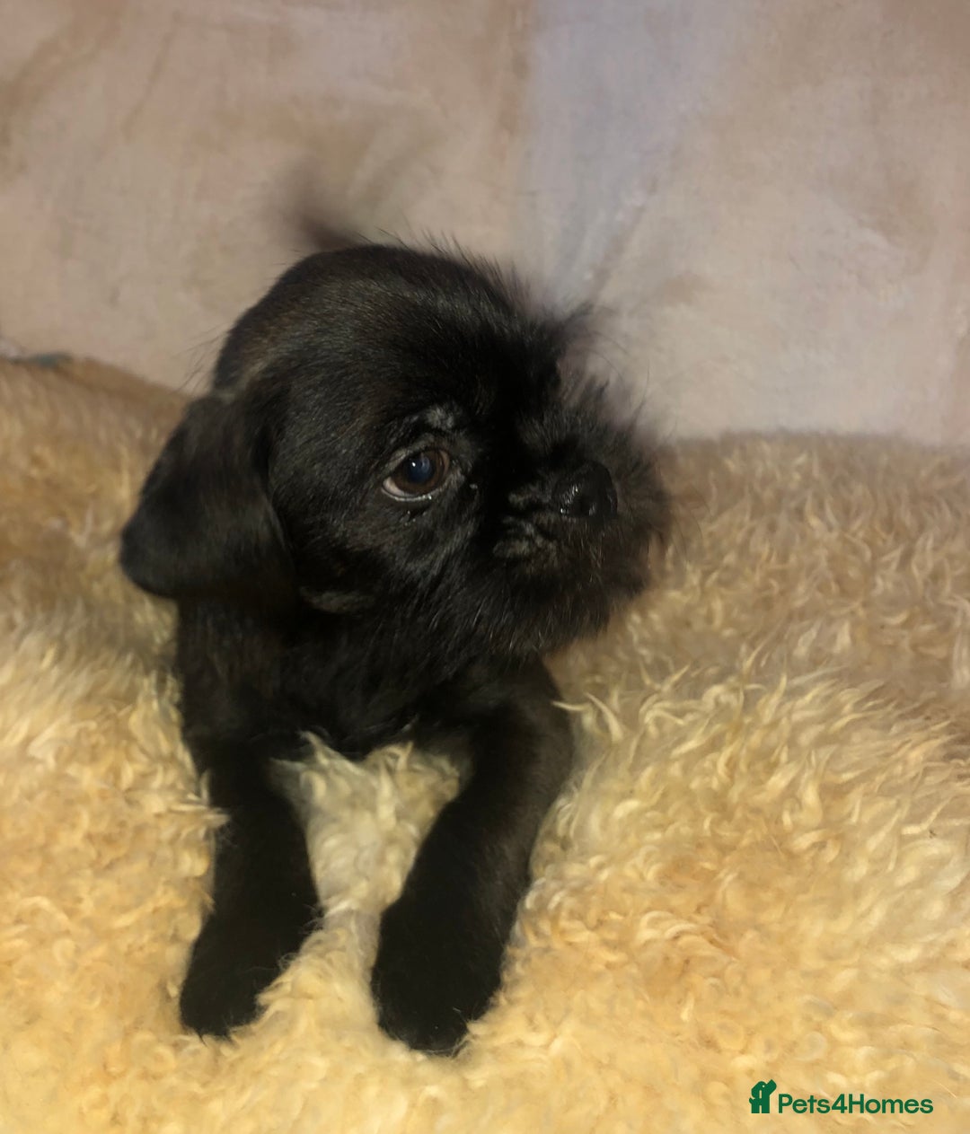 Mixed Breed dogs for sale: ADORABLE LITTER OF SHIH TZU/CHIHUAHUAS - Image 13