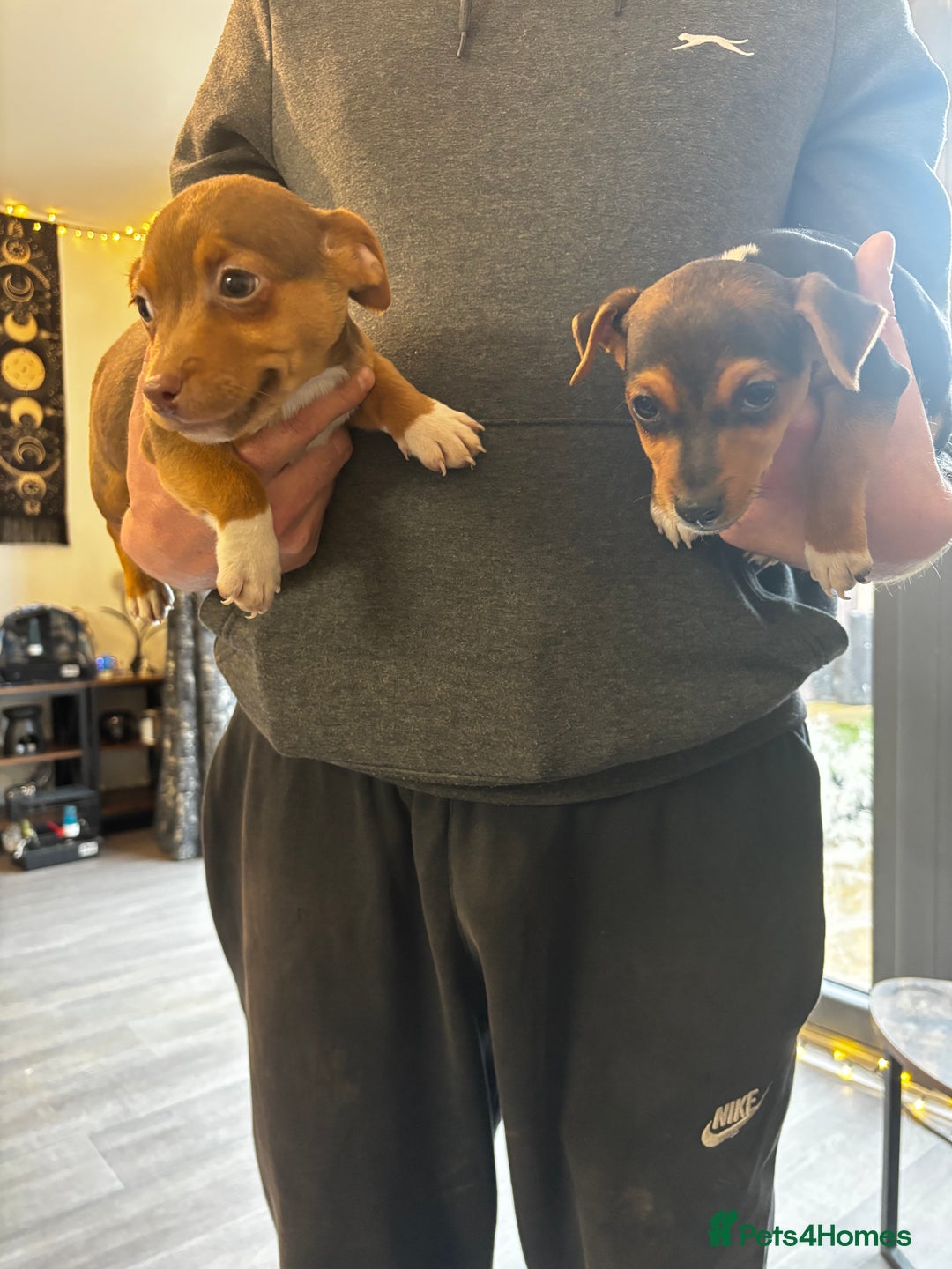 Jack Russell dogs for sale: Beautiful miniature pure Jack Russell’s  - Advert 3