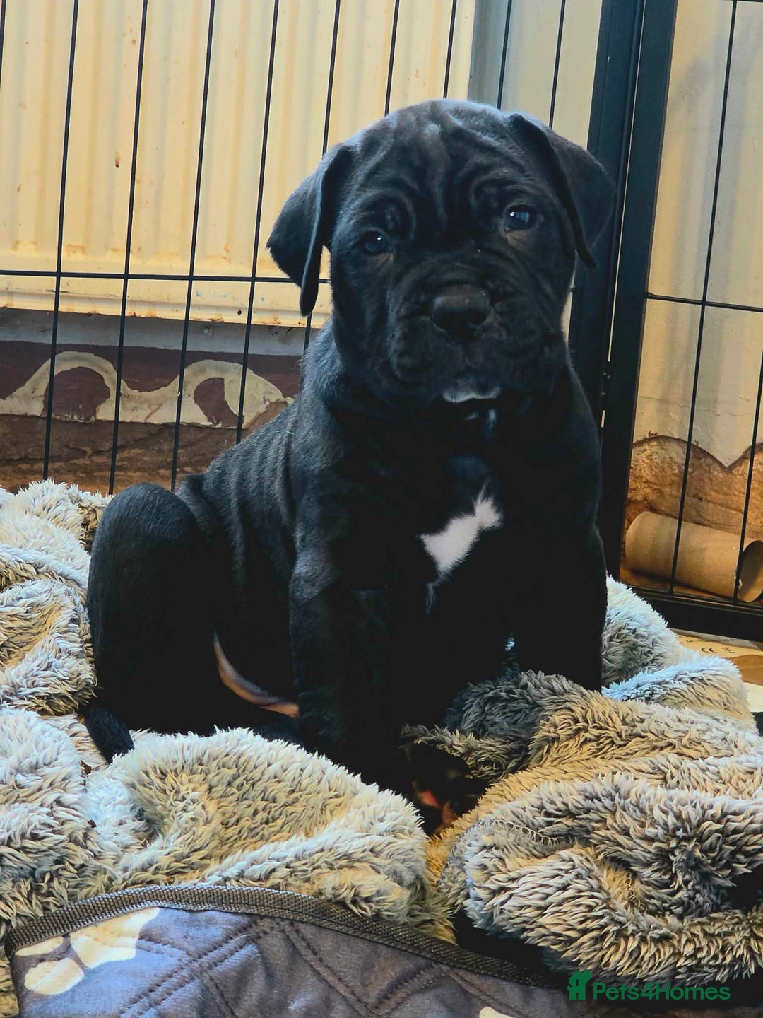 Cane Corso dogs for sale: Merle and brindle cane corso - Advert 19