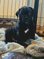 Cane Corso Puppy 5