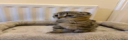 Scottish Fold cats for sale: 4 Scottish fold x Scottish straight  - Advert 4