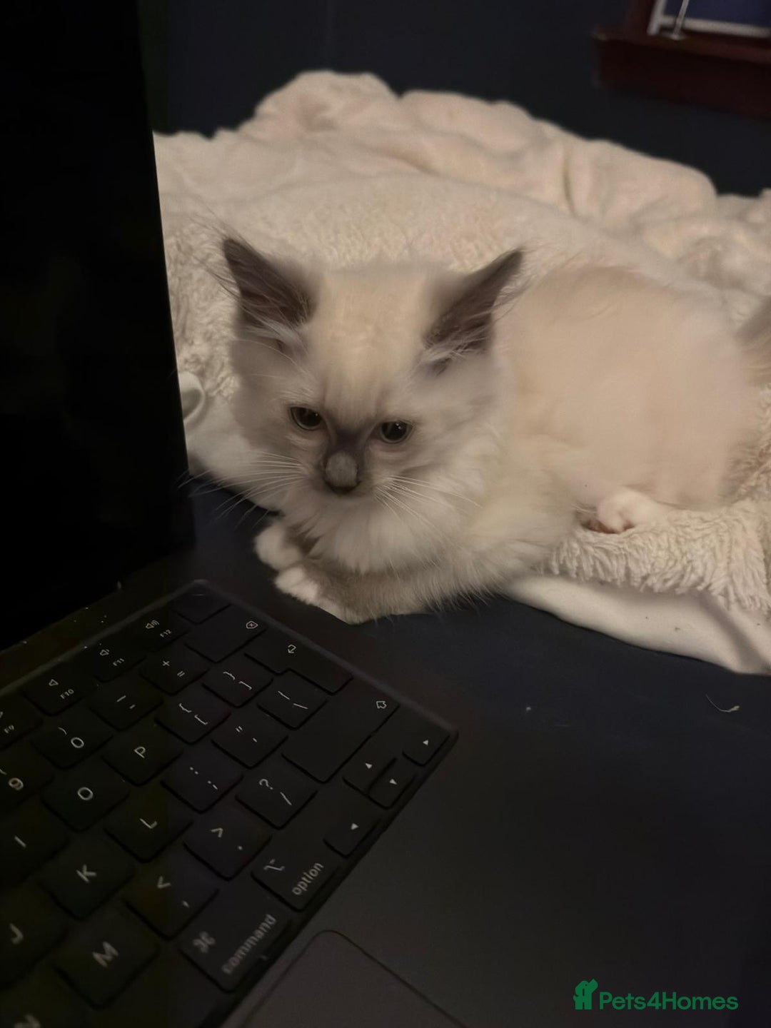 Ragdoll cats for sale:  2 little ragdoll girls for sale - Image 2