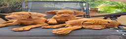 Hungarian Vizsla dogs for sale: Hungarian Vizsla - Advert 6