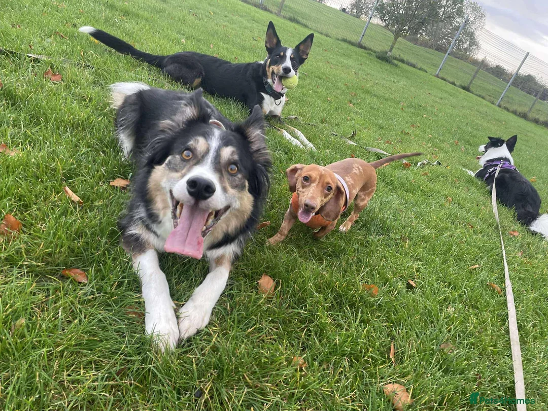 Border Collie dogs for sale: Callie needs a new home  - Advert 27