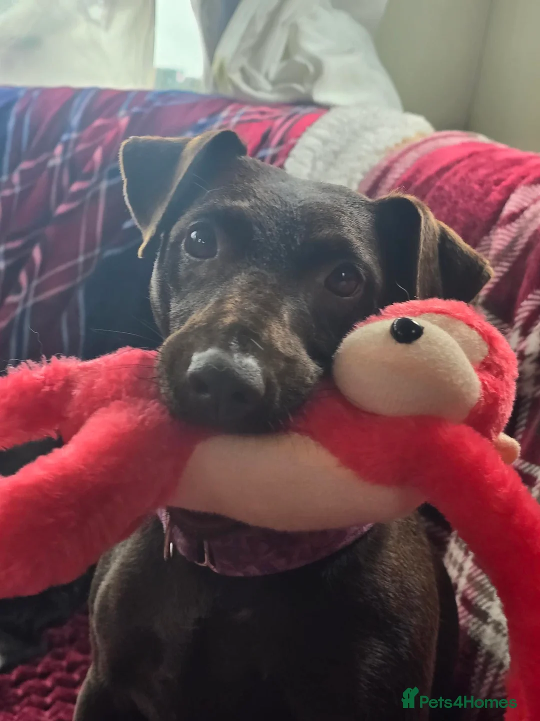 Mixed Breed dogs for sale: Patterdale cross jagh terrier  - Advert 3