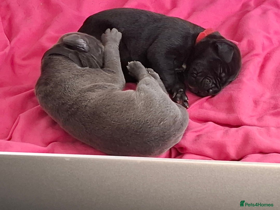 Cane Corso dogs for sale: Chunky cane corso puppies - Image 6