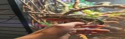 Chameleon reptiles for sale: Panther Chameleon  - Advert 2