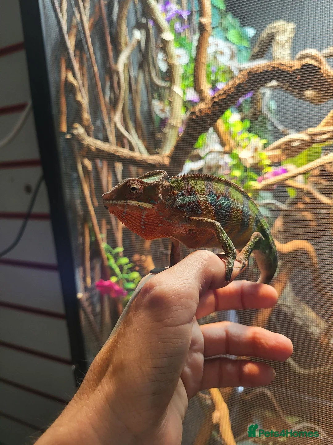 Chameleon reptiles for sale: Panther Chameleon  - Advert 2