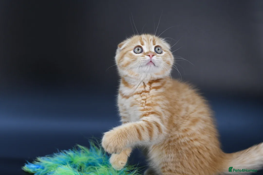 Scottish Fold cats for sale: LICENSED CATTERY, PURE BREED TOP QUALITY KITTENS - Advert 13