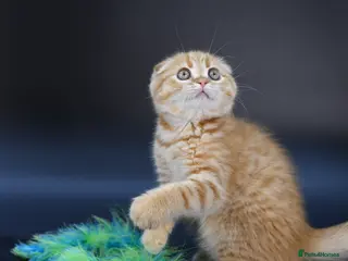 Scottish Fold cats LICENSED CATTERY, PURE BREED TOP QUALITY KITTENS - Advert 12