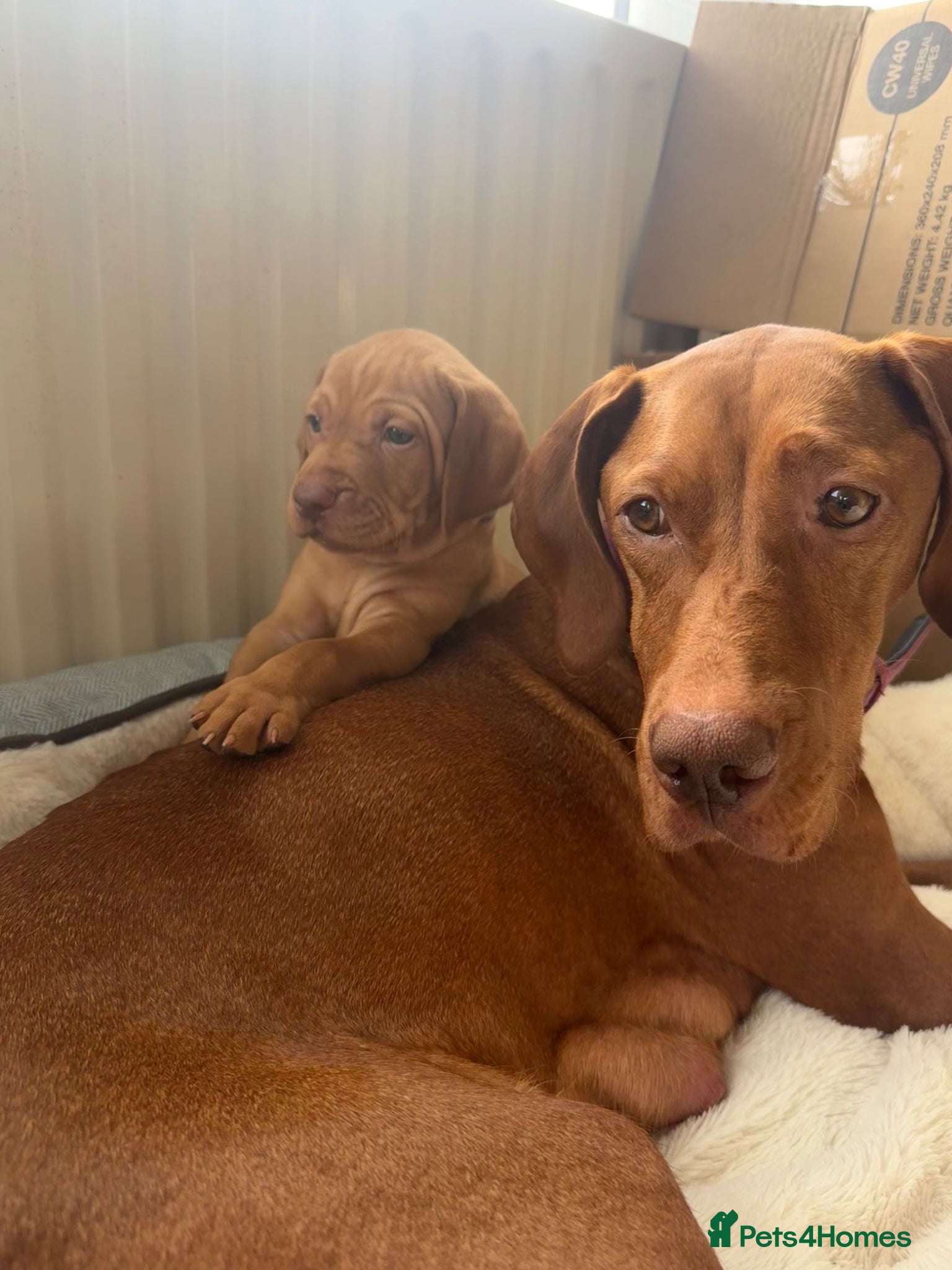 Hungarian Vizsla dogs KC Registered Hungarian Viszla litter  - Advert 5