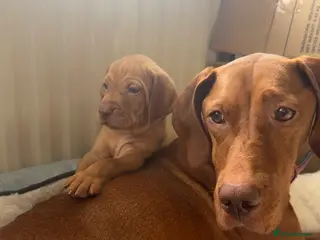 Hungarian Vizsla dogs KC Registered Hungarian Viszla litter - Advert 5