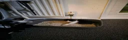 Mixed Breed cats for sale: Female black and white  in Plymouth - Advert 4