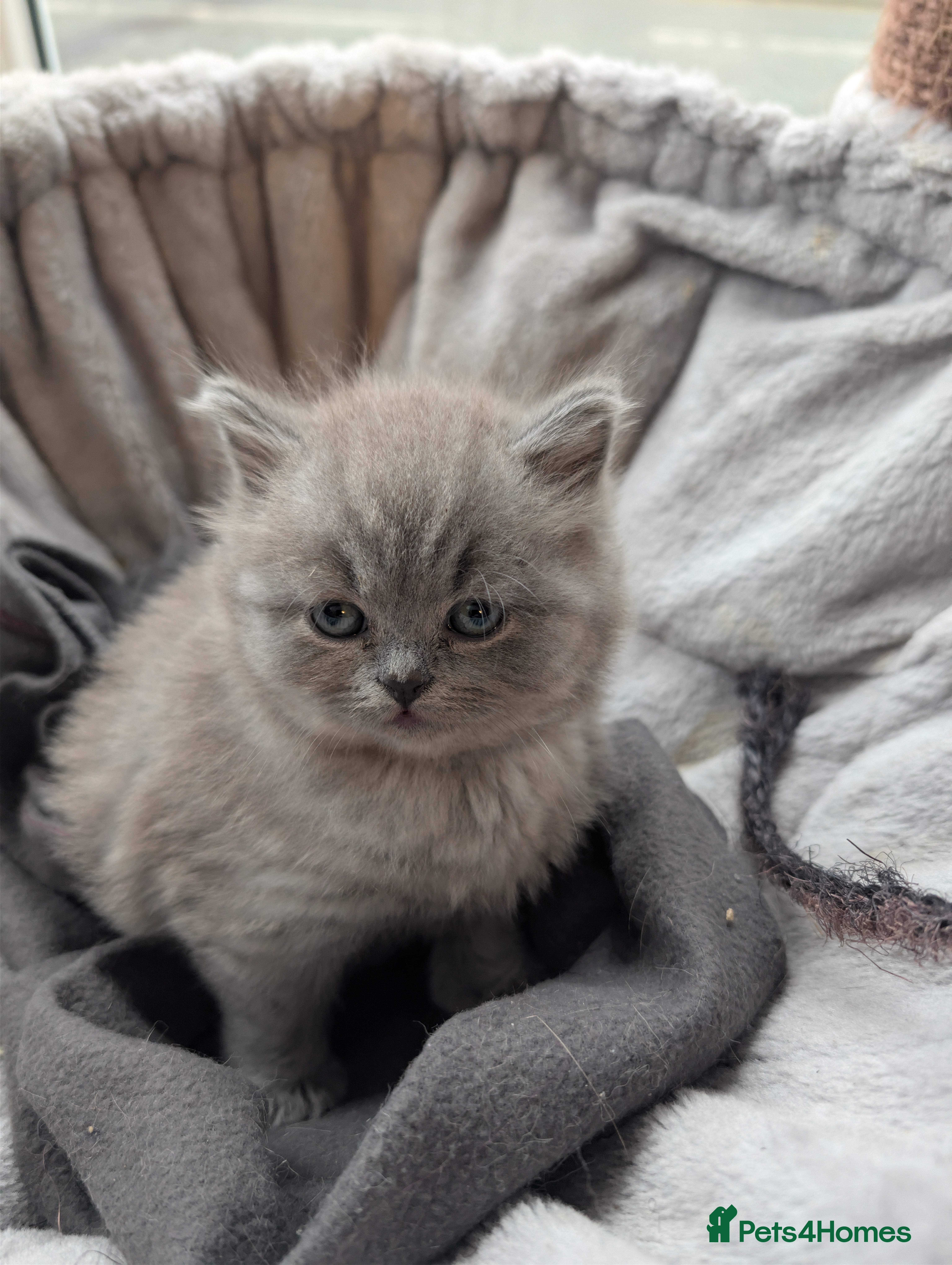 British Shorthair cats 4 British Short Hair  - Advert 3