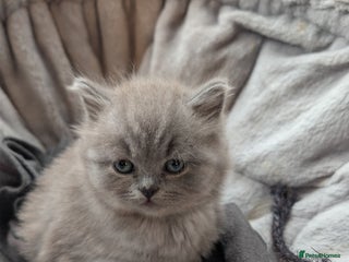 British Shorthair cats 4 British Short Hair - Advert 3