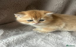 Scottish Fold cats for sale: Beautiful Gold Chinchilla babies  - Advert 16