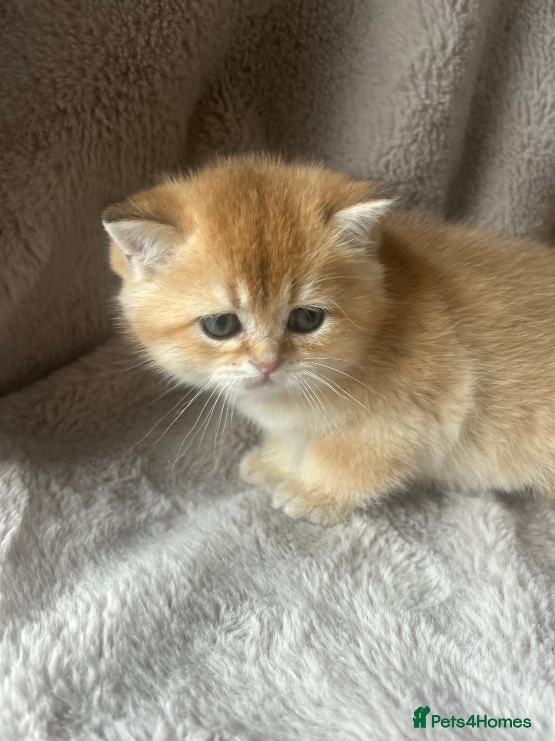 Scottish Fold cats for sale: Beautiful Gold Chinchilla babies  - Advert 16