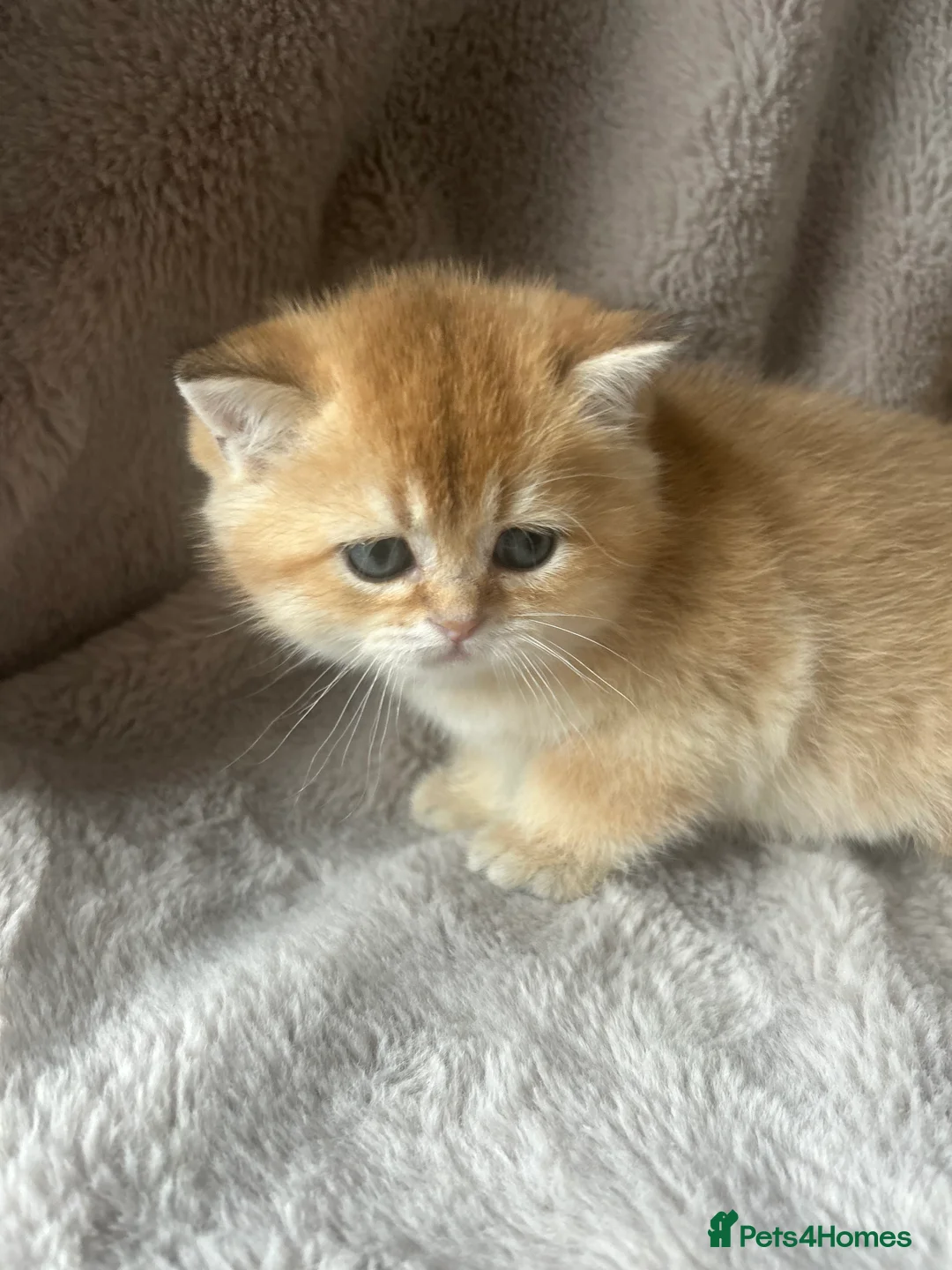 Scottish Fold cats for sale: Beautiful Gold Chinchilla babies  - Advert 17