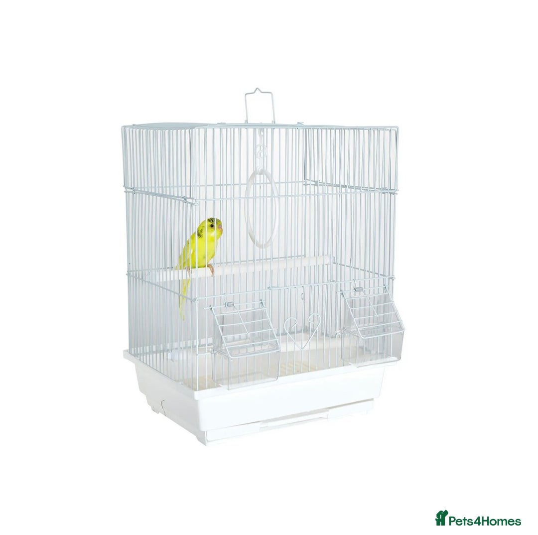 Budgerigars birds for sale: Budgies for sale, cages available, in good health - Advert 18