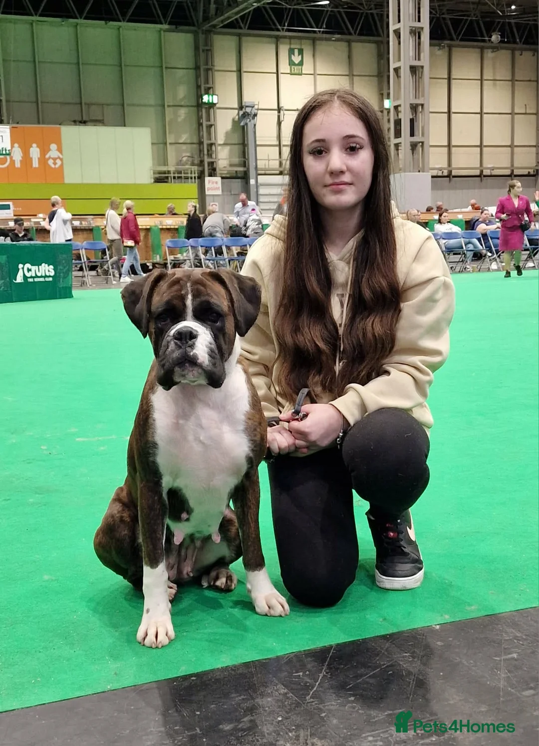 Boxer dogs for sale: Stunning Red Brindle/white Male Puppy - Advert 19