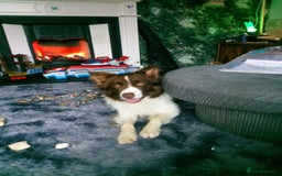 Mixed Breed dogs for sale: Odie  - Advert 1