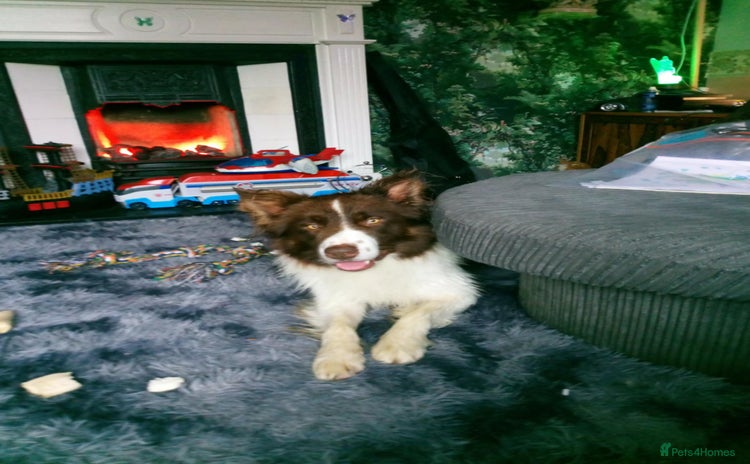 Mixed Breed dogs Odie  - Advert 1