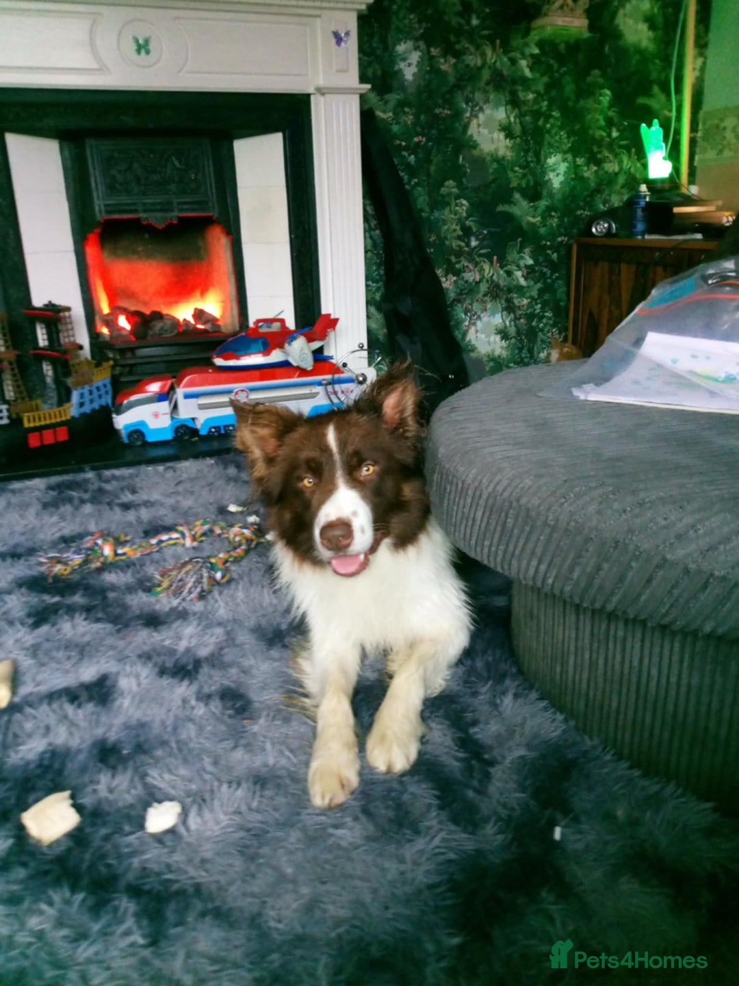 Mixed Breed dogs for sale: Odie  - Advert 1