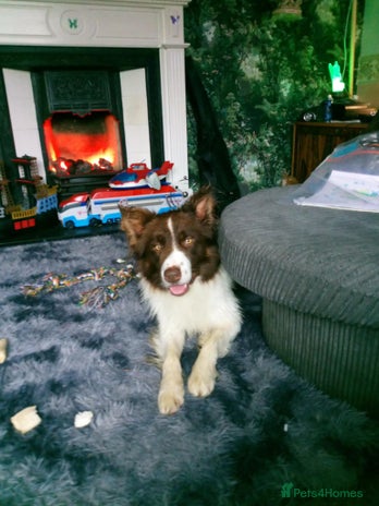 Mixed Breed dogs Odie - Advert 1