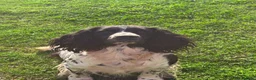 Sprocker dogs for sale: F1 Sprocker Spaniel Puppies - Advert 3