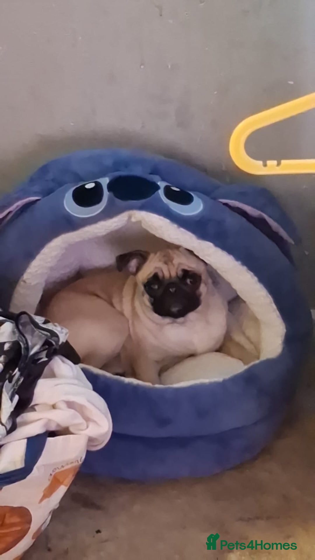 Pug dogs for sale: Sad sad sale 1 year old pug bitch  - Advert 5