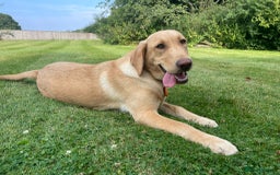 Labrador Retriever dogs for sale: X2 Female Farm dogs  - Image 5