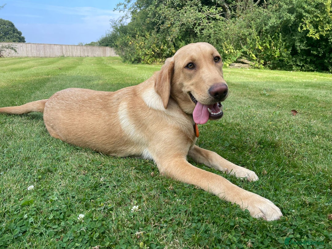 Labrador Retriever dogs for sale: X2 Female Farm dogs  - Image 5