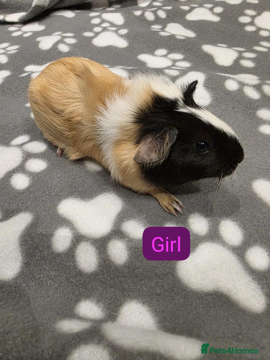 Guinea Pig rodents for sale: 4 Boys and 2 Girls Baby Guinea Pigs for Sale 🐹 - Advert 2