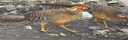 Mixed Breed birds for sale: Golden Pheasant Cockerels  - Advert 1
