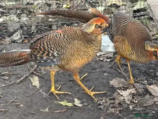 Mixed Breed birds Golden Pheasant Cockerels - Advert 1