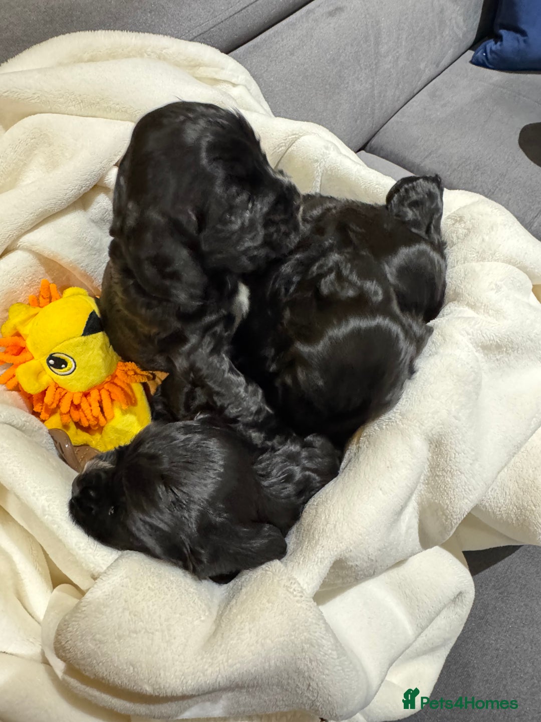 Cocker Spaniel dogs for sale: Show Type Cocker Spaniel  - Advert 4