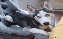 Siberian Husky dogs for sale: ONLY 3 PUPPIES LEFT!!! - Image 9