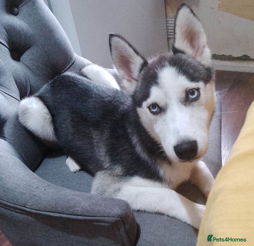 Siberian Husky dogs for sale: ONLY 3 PUPPIES LEFT!!! - Image 9