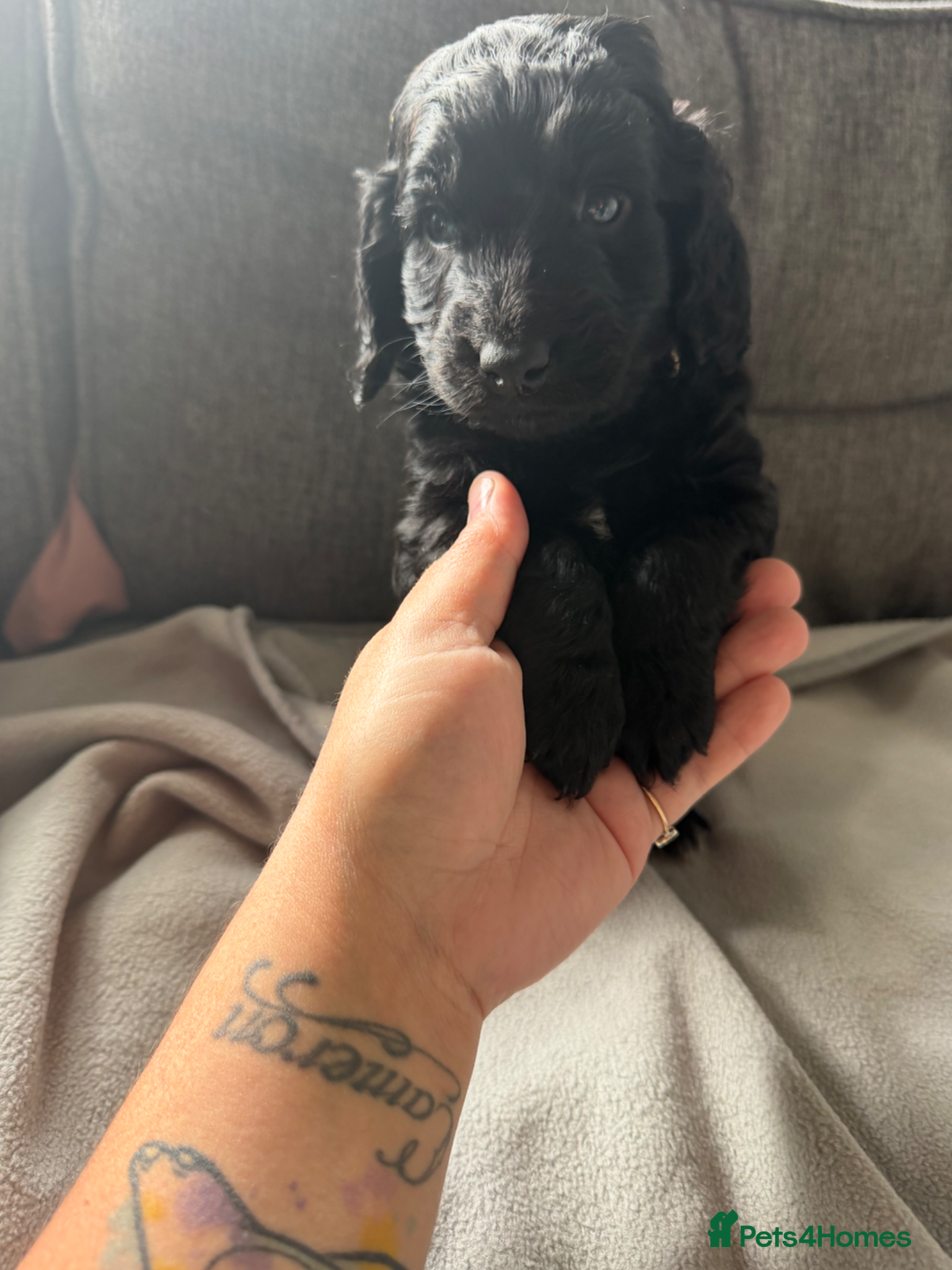 Cockapoo dogs for sale: Beautiful cockapoos - Advert 6