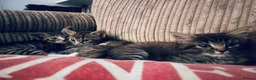 Maine Coon cats for sale: Playful, cuddly kittens  - Advert 7