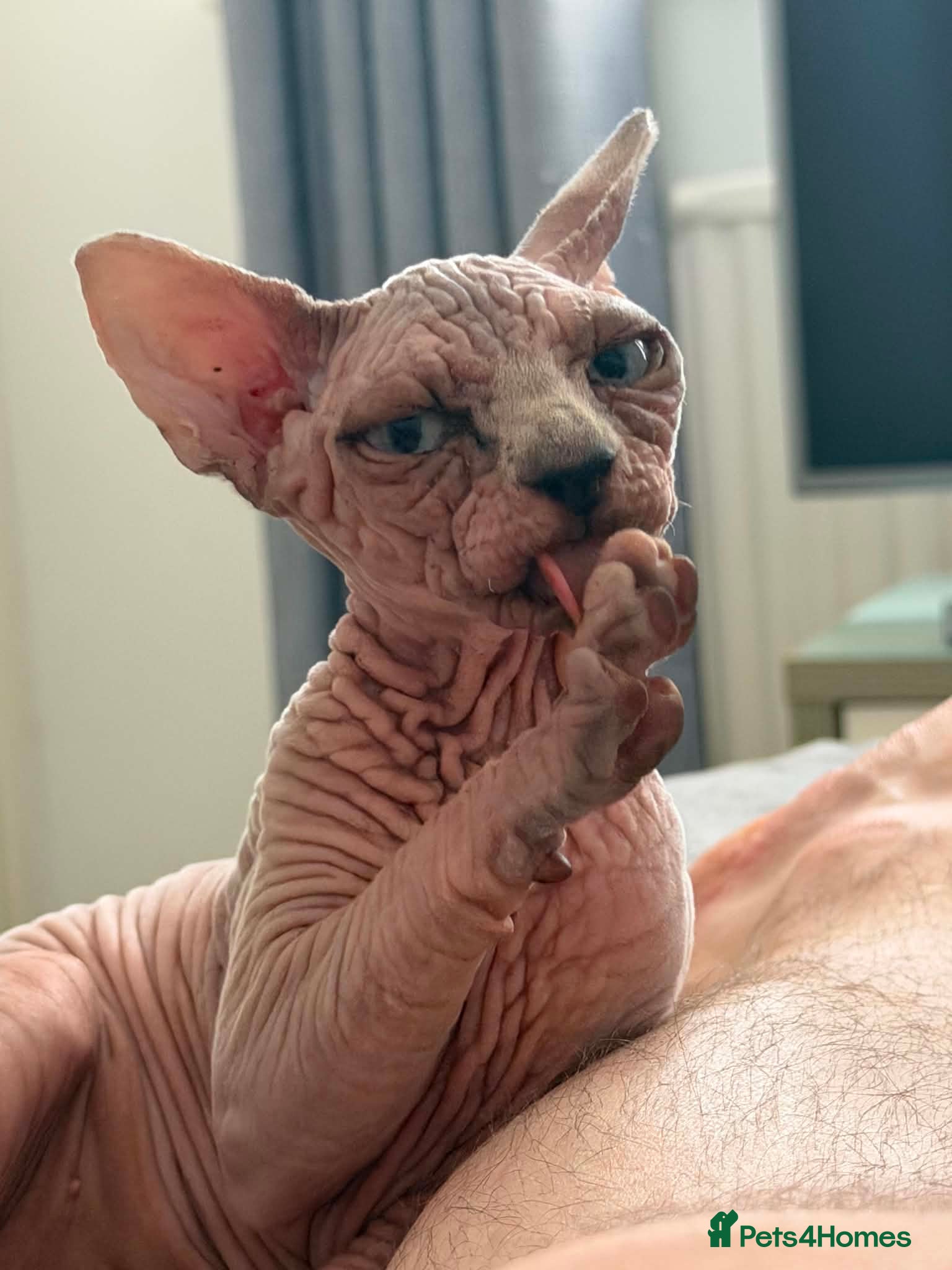 Sphynx cats Blue-Eyed Sphynx Girl /  TICA Reg - Advert 2