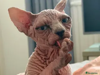 Sphynx cats Blue-Eyed Sphynx Girl / TICA Reg - Advert 2