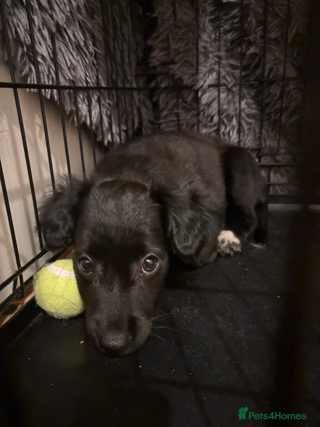 Mixed Breed dogs for sale: Pomeranian x Chihuahua puppies  - Advert 22