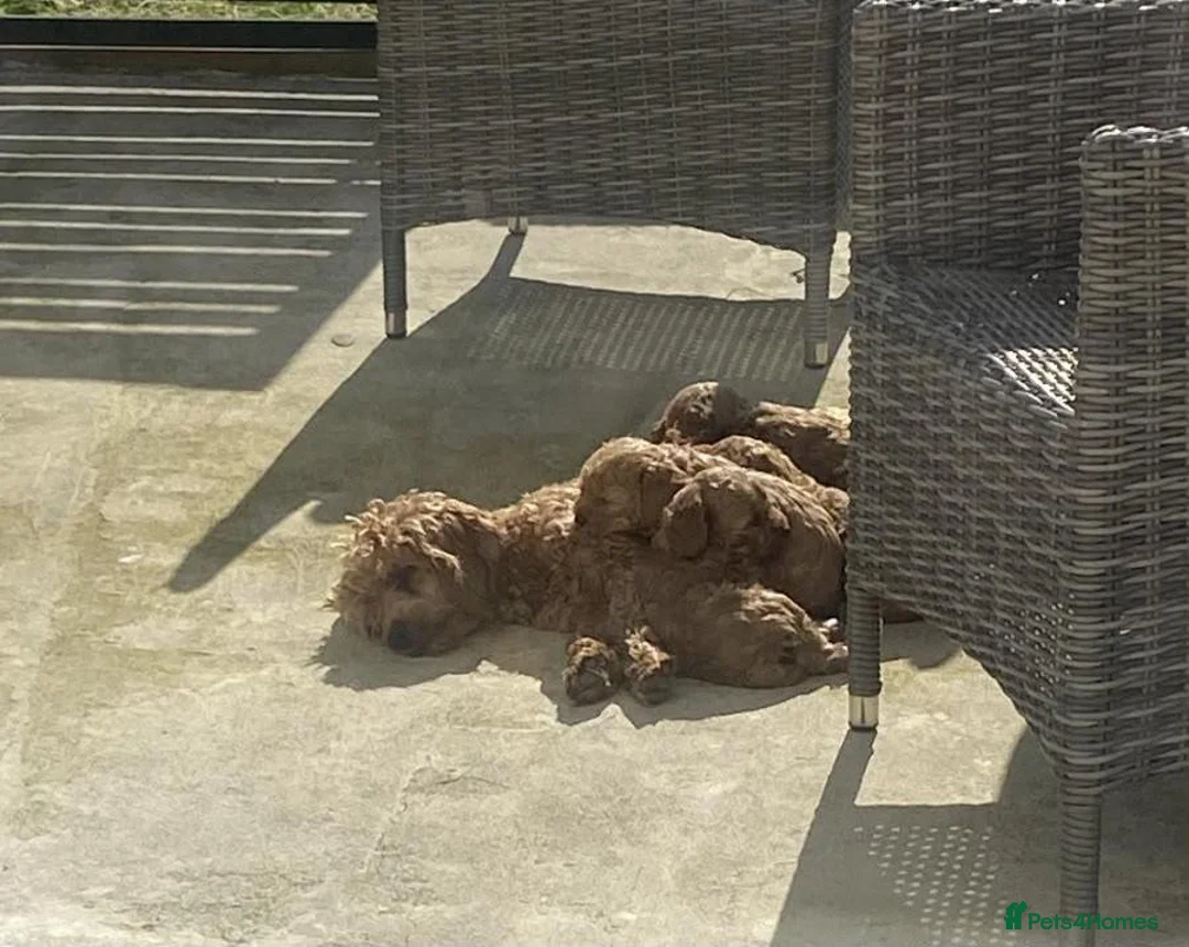 Cavapoo dogs for sale: BEAUTIFUL TOY CAVAPOO PUPPIES £995  in Letchworth Garden City - Advert 7