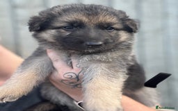 German Shepherd dogs for sale: German shepherd pups  - Image 11
