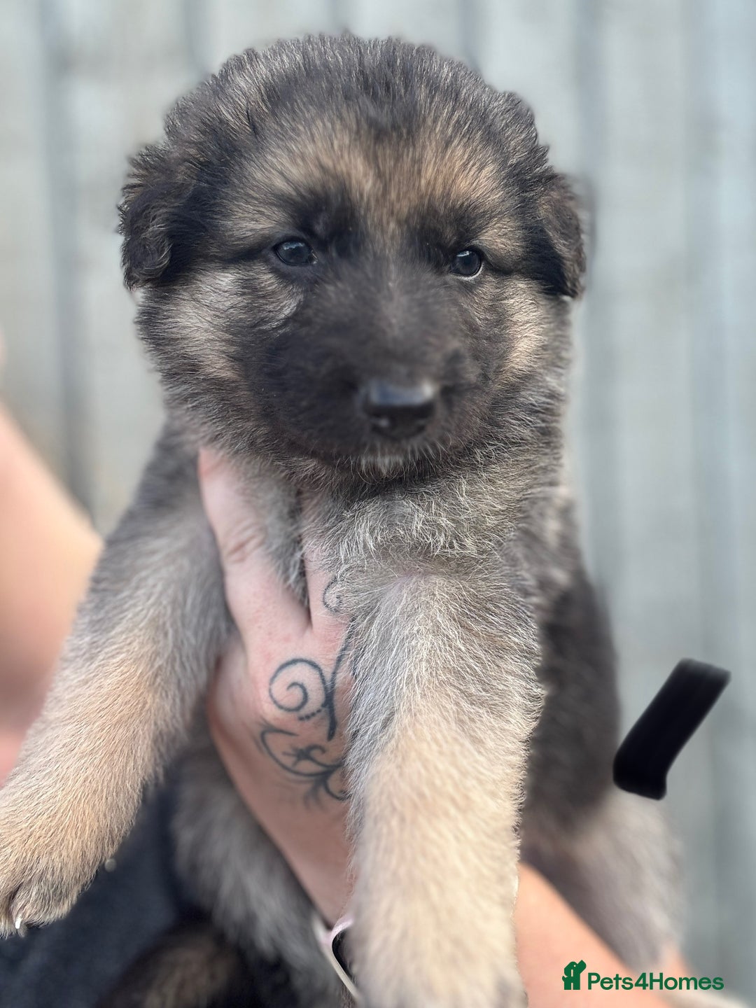 German Shepherd dogs for sale: German shepherd pups  - Image 11