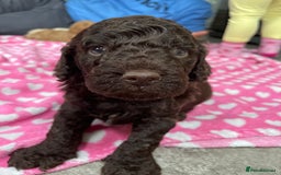 Cockapoo dogs for sale: Cockapoo pups  - Image 12
