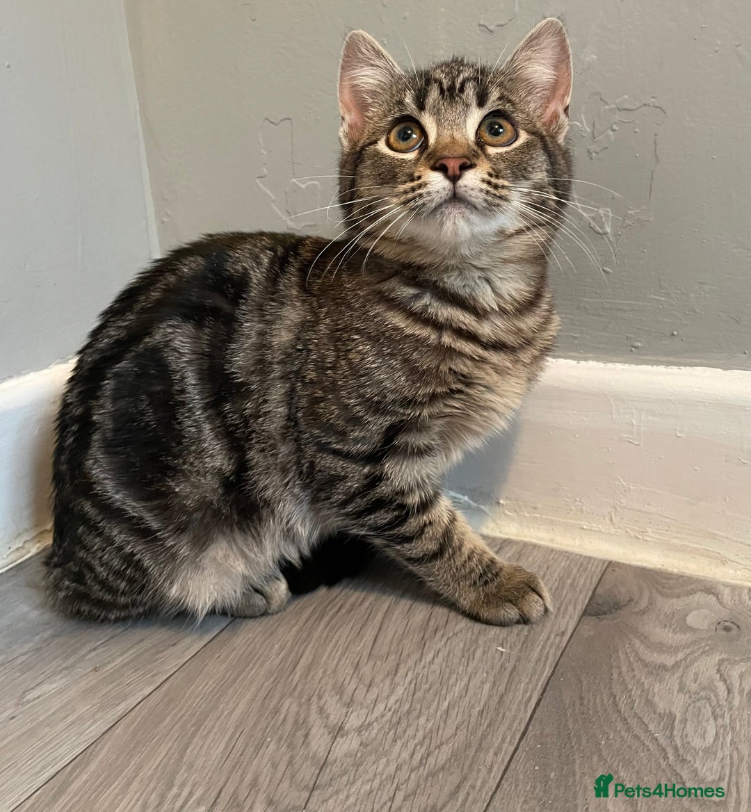 Mixed Breed cats for sale: Rare kittens for sale ready now  - Advert 3